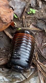Millipede Part 20 #short