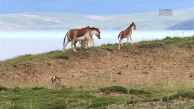 Другой Китай с Найджелом Марвеном 6 серия. Тибетское нагорье