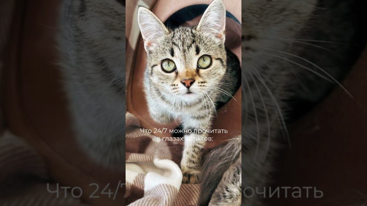 У ваших питомцев такой же взгляд?#котики#cat#котокафе #murchim #котокафеновосибирск #котокафевнск
