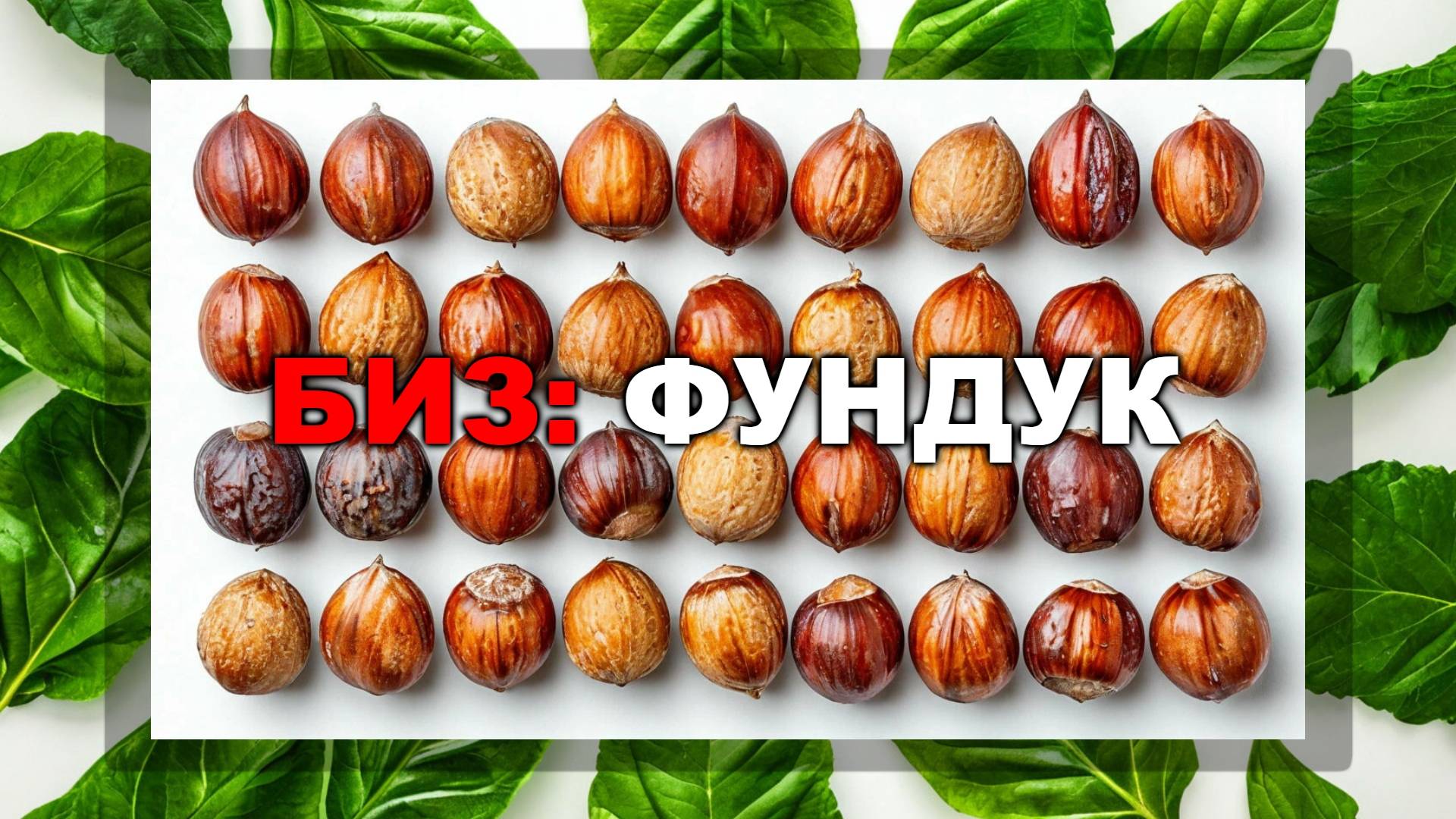 Фундук как бизнес. Саженцы фундука купить в России Small Gardens
