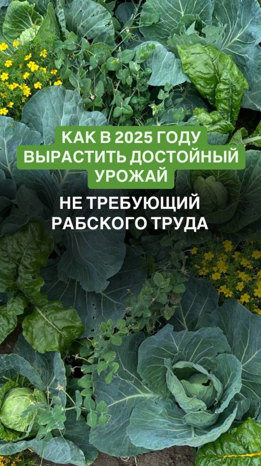 Как получить огород с хорошим урожаем в 2025 году

#фитофтора #слизни #огородбеззабот #садмечты