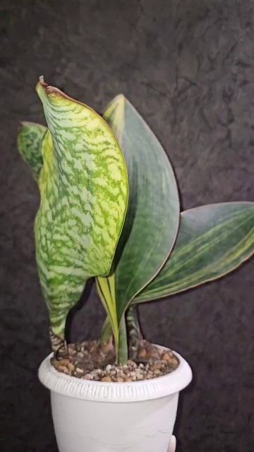 Sansevieria Masoniana Congo, Сансевиерия Масониана Конго
