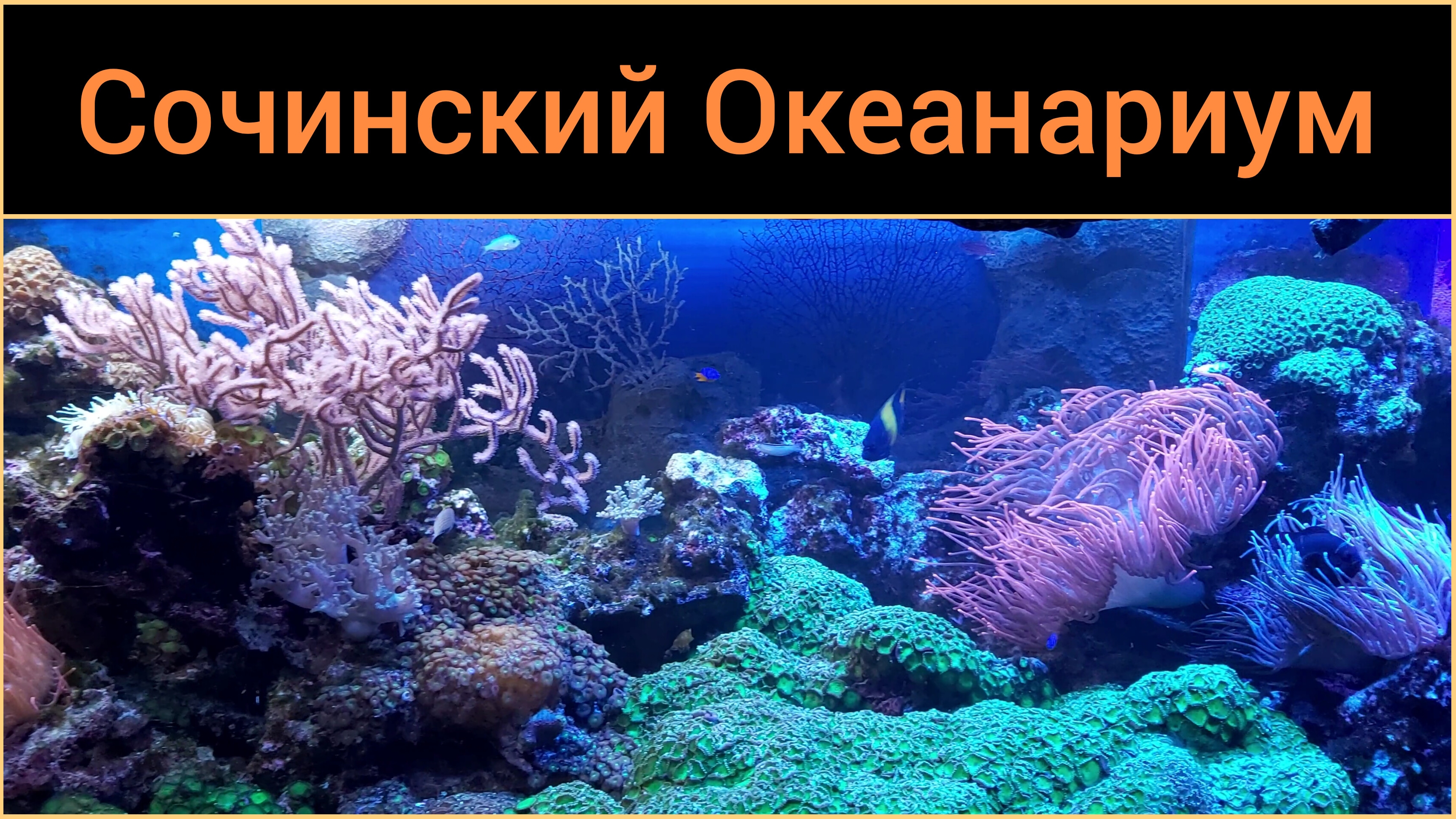 Сочинский Океанариум