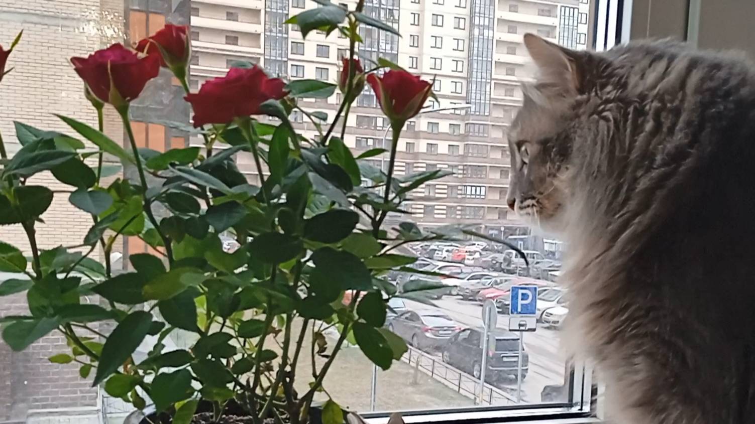 Кот и розы