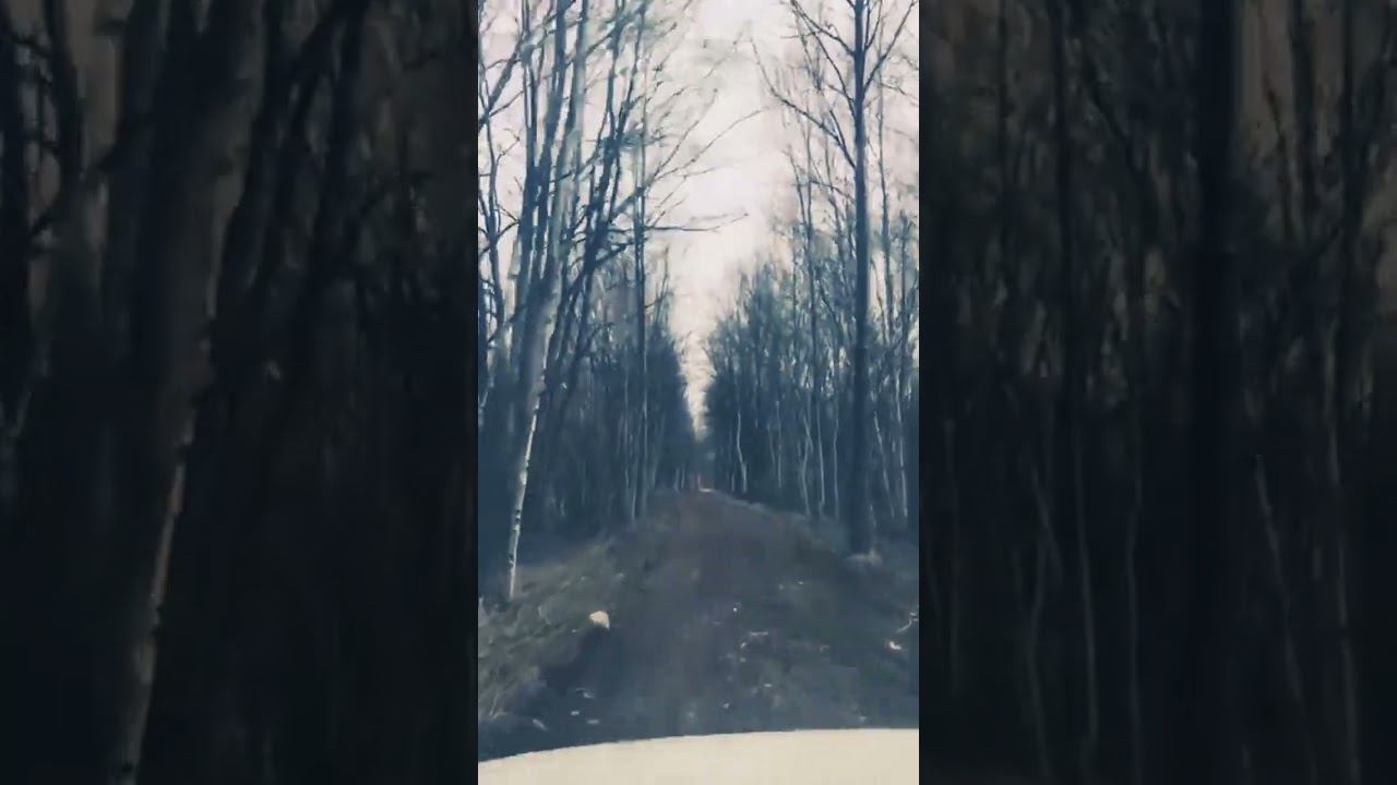 Сказочный лес в Раздольном. ❤️ #kamchatka #automobile #камчатка #любовь #лес #forest #love #russia