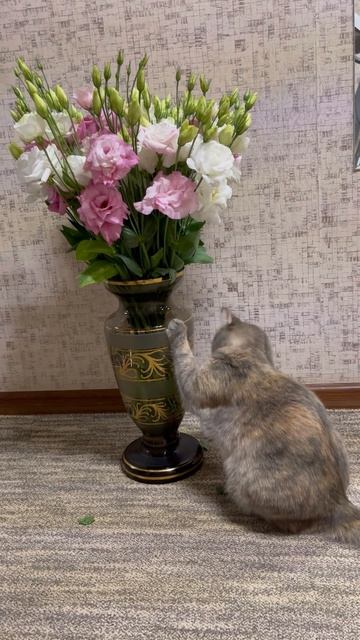 Пушистый комочек 🥰