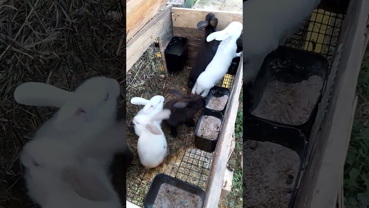Кролики.Пятеро смелых.#кролики_разведение #кролики_содержание #кроликикурыутки #крол #кролик #bunny