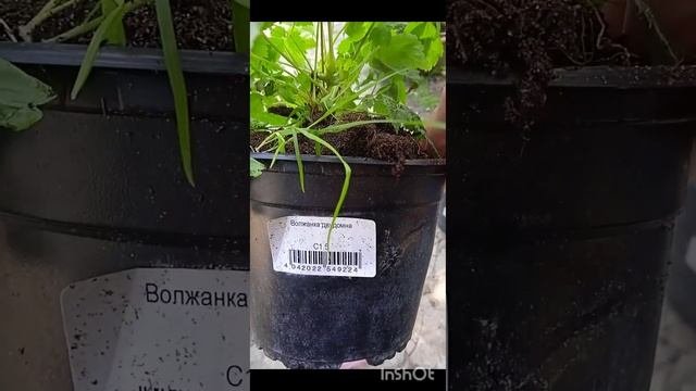 🥰😜распаковка очередной посылки с ,, растюшечками,,28.05.23