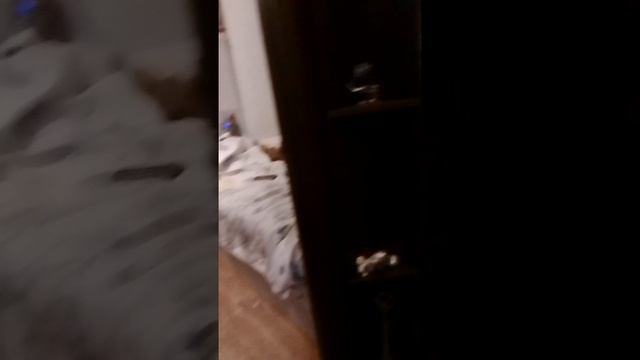 жизнь кота