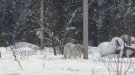 Снежные красоты Кузбасса: по зимнику в Усть-Кабырзу