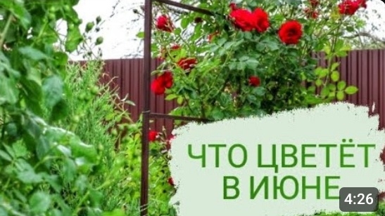 ЧТО ЦВЕТЁТ В МОЖЖЕВЕЛОВОМ САДУ. 11.06.2023г. БЕЛАРУСЬ,ГОМЕЛЬСКАЯ ОБЛАСТЬ