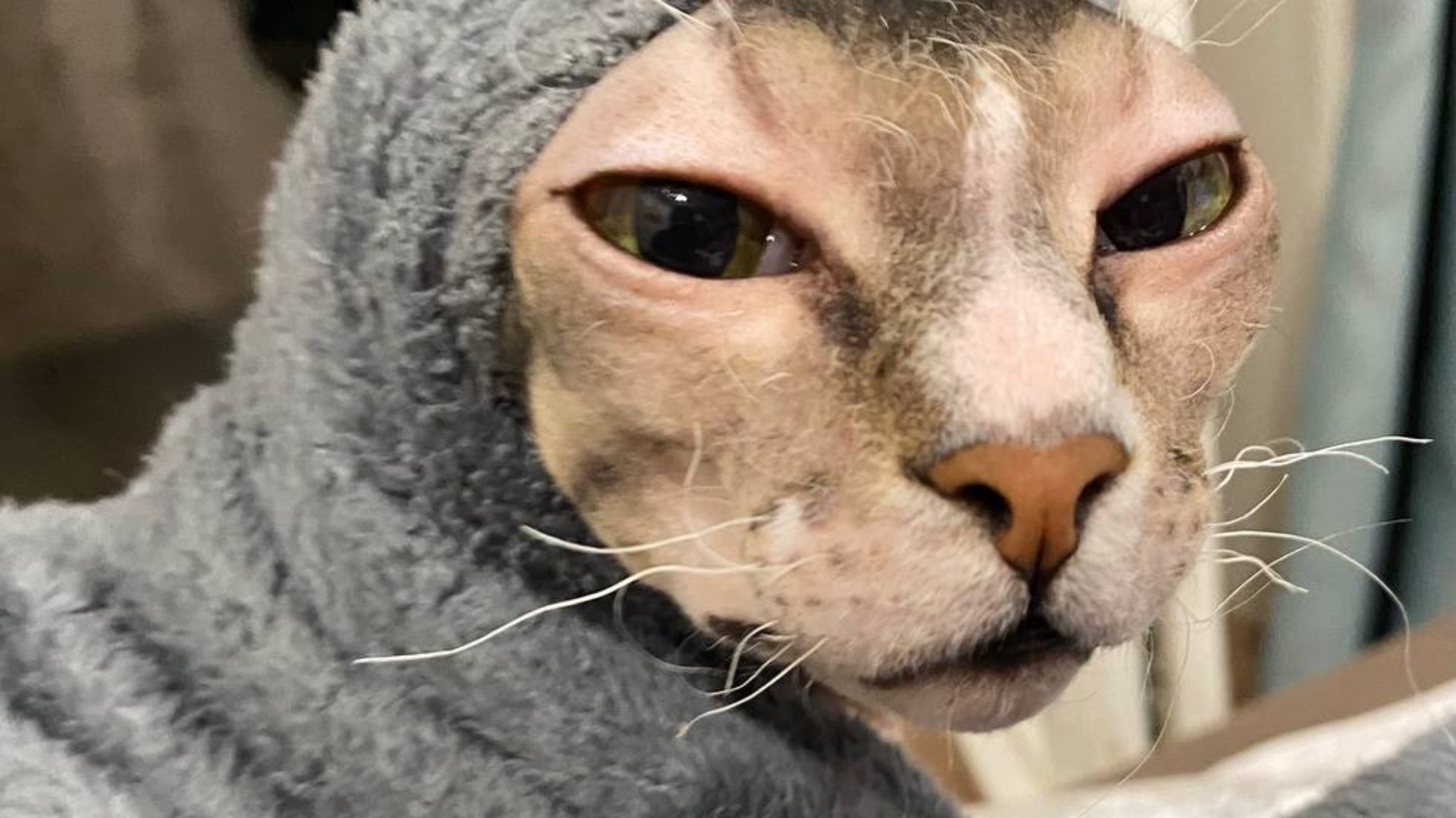 Пушистая и лысый друг! Валера проснулся и сразу бежит ласкаться!