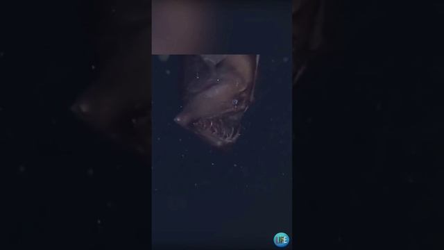 Описание рыбы из Марианской впадины