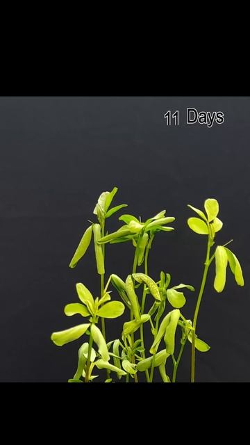 21 DAYS IN 40 SECONDS - LENTILS GROWTH TIME LAPSE #shorts