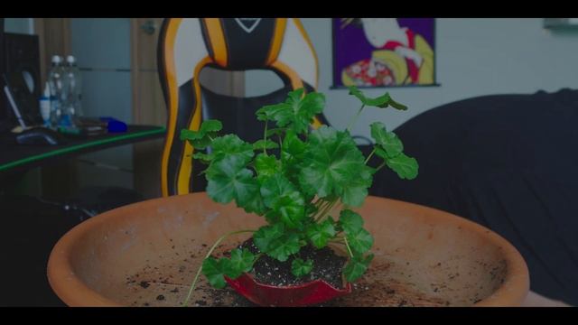Malva moschata plantă de accent pentru bonsai.