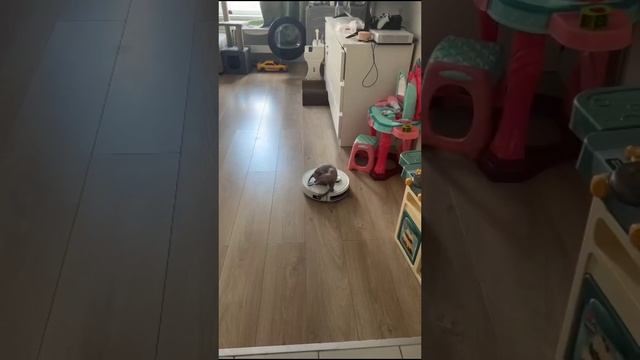 Знакомьтесь, Мия! 🐈 Канадский сфинкс.