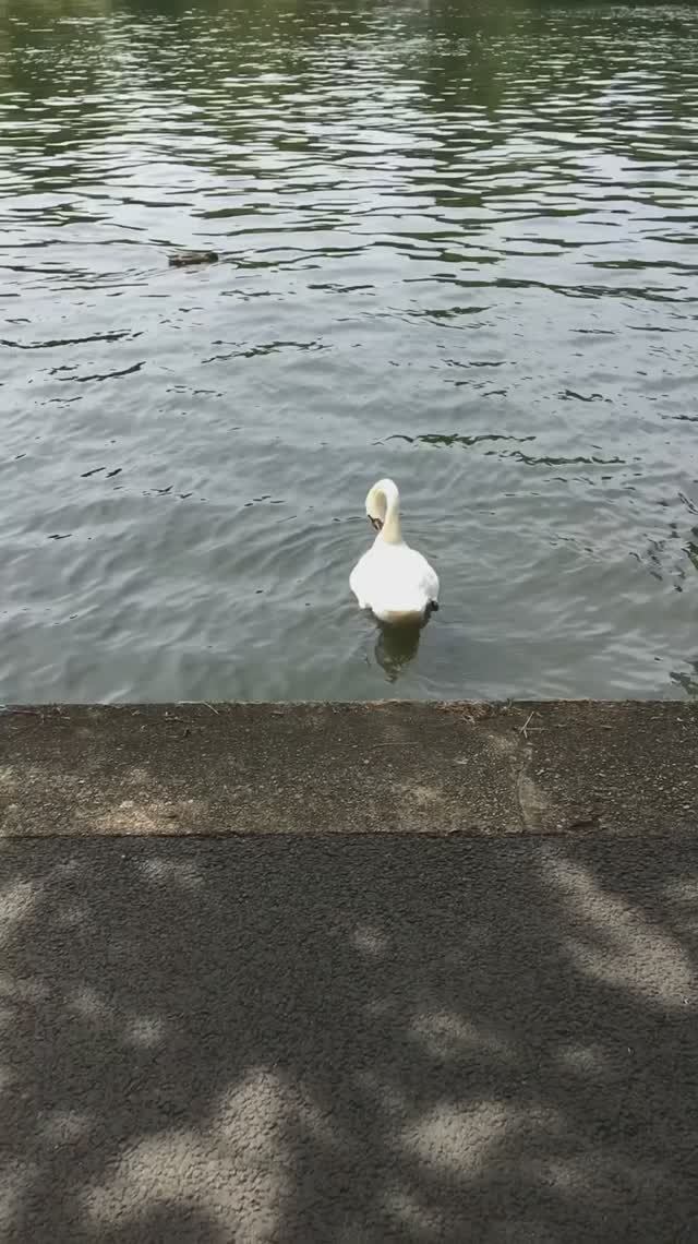 Swan in Thames