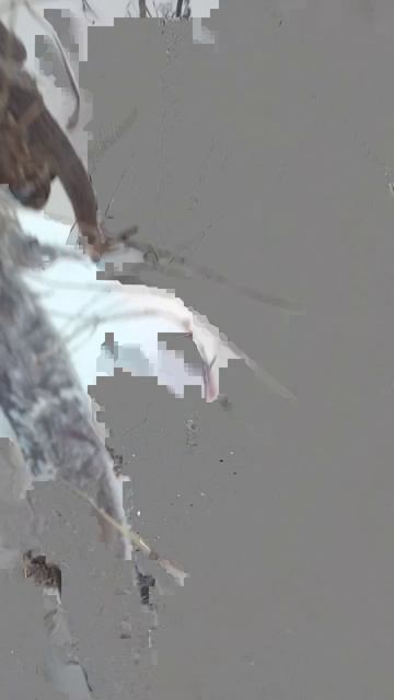 scene_output.mp4