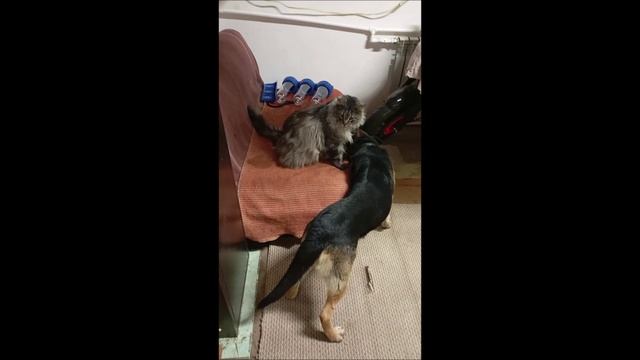 Собака. Овчарка. Кот. Мейн кун. Том и Кос....