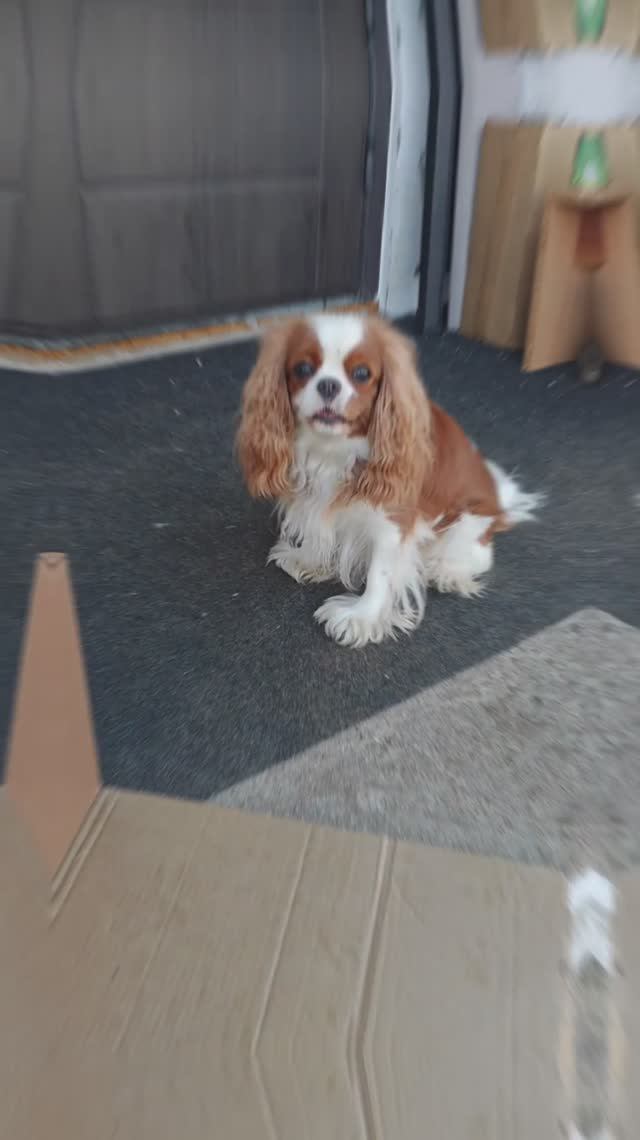 Cavalier King Charles Spaniel