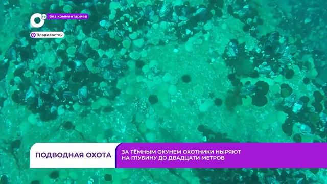 Без комментариев. Подводная охота