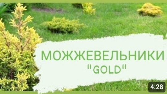 ЧТО ОЗНАЧАЕТ СЛОВО 🌲GOLD🌲 В НАЗВАНИИ МОЖЖЕВЕЛЬНИКА