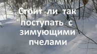 Стоит ли так поступать с зимующими пчелами