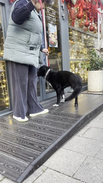 Чернышка трехлапая девчонка