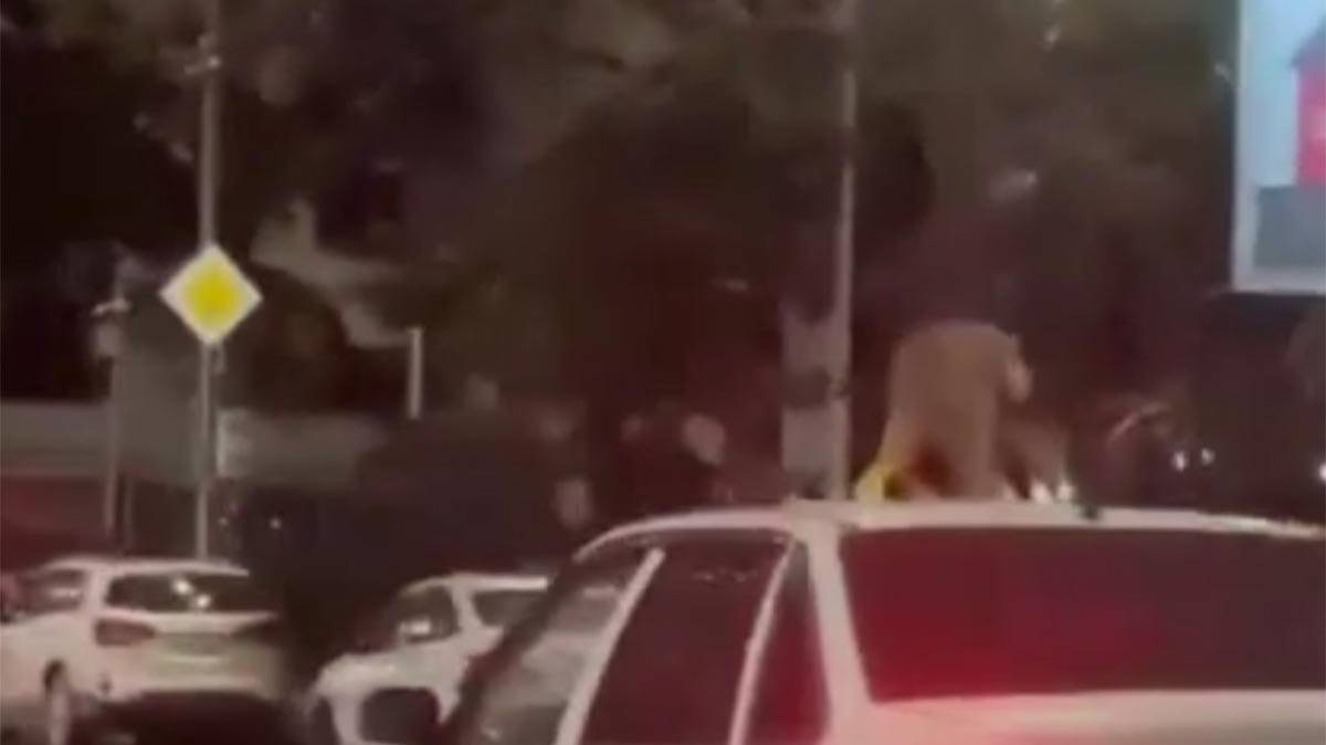 В Сочи задержали водителя иномарки, перевозившего на крыше любвеобильных енотов