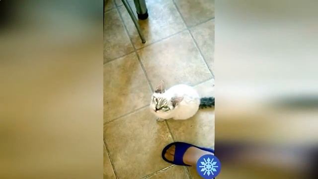 Маленький котик заступился за своего друга собаку, когда хозяйка ругалась на неё