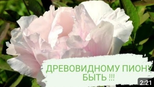 ДРЕВОВИДНОМУ ПИОНУ БЫТЬ В 🌲МОЖЖЕВЕЛОВОМ САДУ🌲. ЦВЕТЕНИЕ ДРЕВОВИДНОГО ПИОНА. 15.05.2023г. БЕЛАРУСЬ