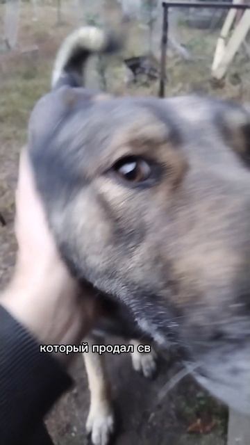 Как называют человека без печени?