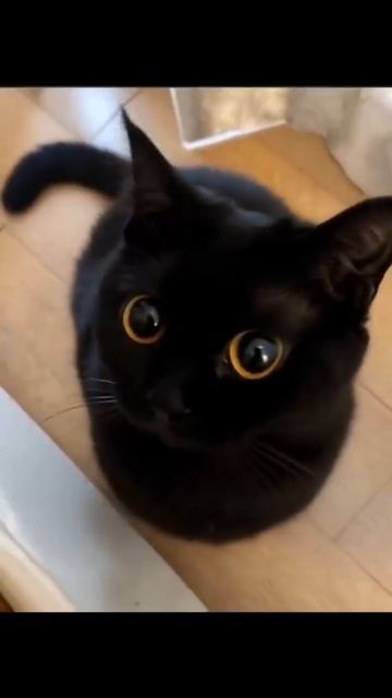милый котик