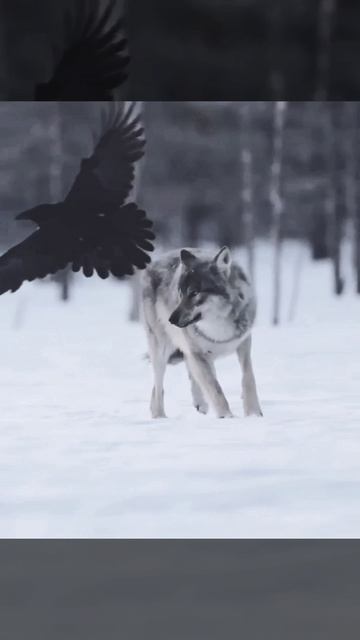 А мы пропали бы совсем, когда-б не Волки да Вороны...