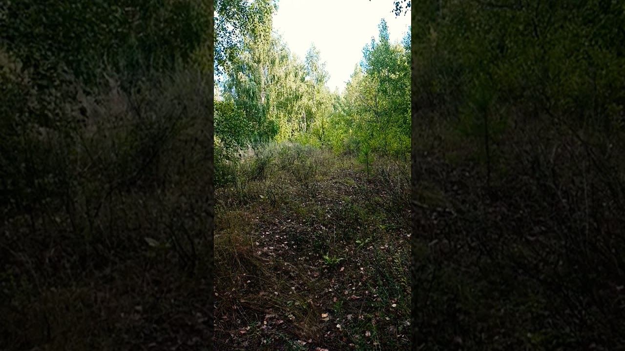 релакс мир, осознание себя этим #осознание #nature #relaxing