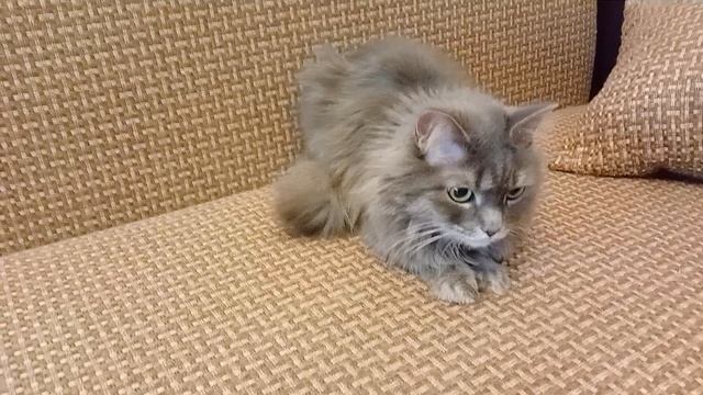 Филя лежит на диване и не хочет уходить