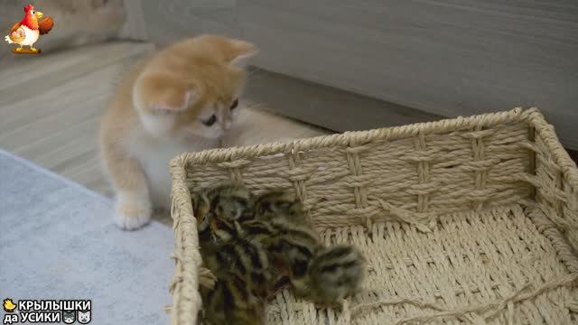 Утята и Цыплята - Кошки и котята (130) Милые такие Хвостики да Усики ❣️🥰😂