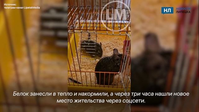 Неравнодушные ельчане спасли погибавших на морозе чилийских белок