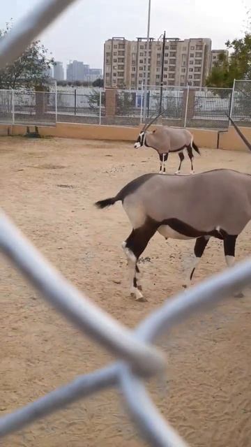 Gemsbok #shorts #animals #wildlife