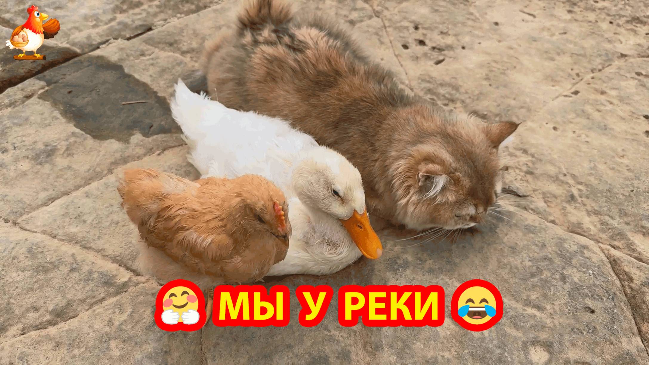 Прогулка у реки ❣️ Кошка с Утенком и Цыпленком ушли в дальний поход 🌞🥰😂