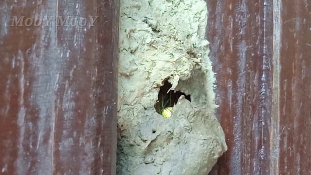 Spider wasp/ Ang mason na insekto #insects #nature