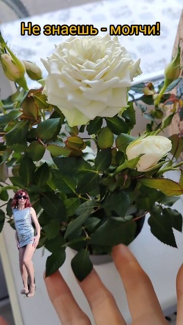 Роза 🌹 и золотое правило жизни?