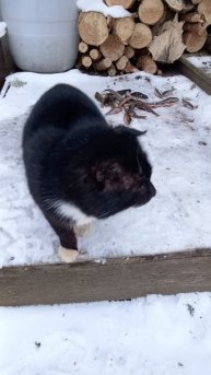 Кот кушает окуней