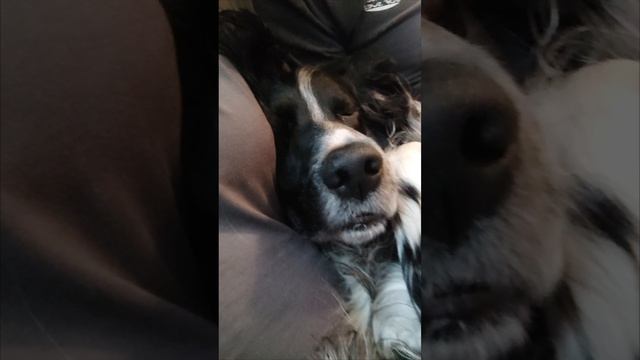 Мой маленький храпун