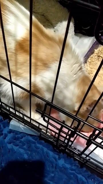 Котик Бананчик оказывается фокусник