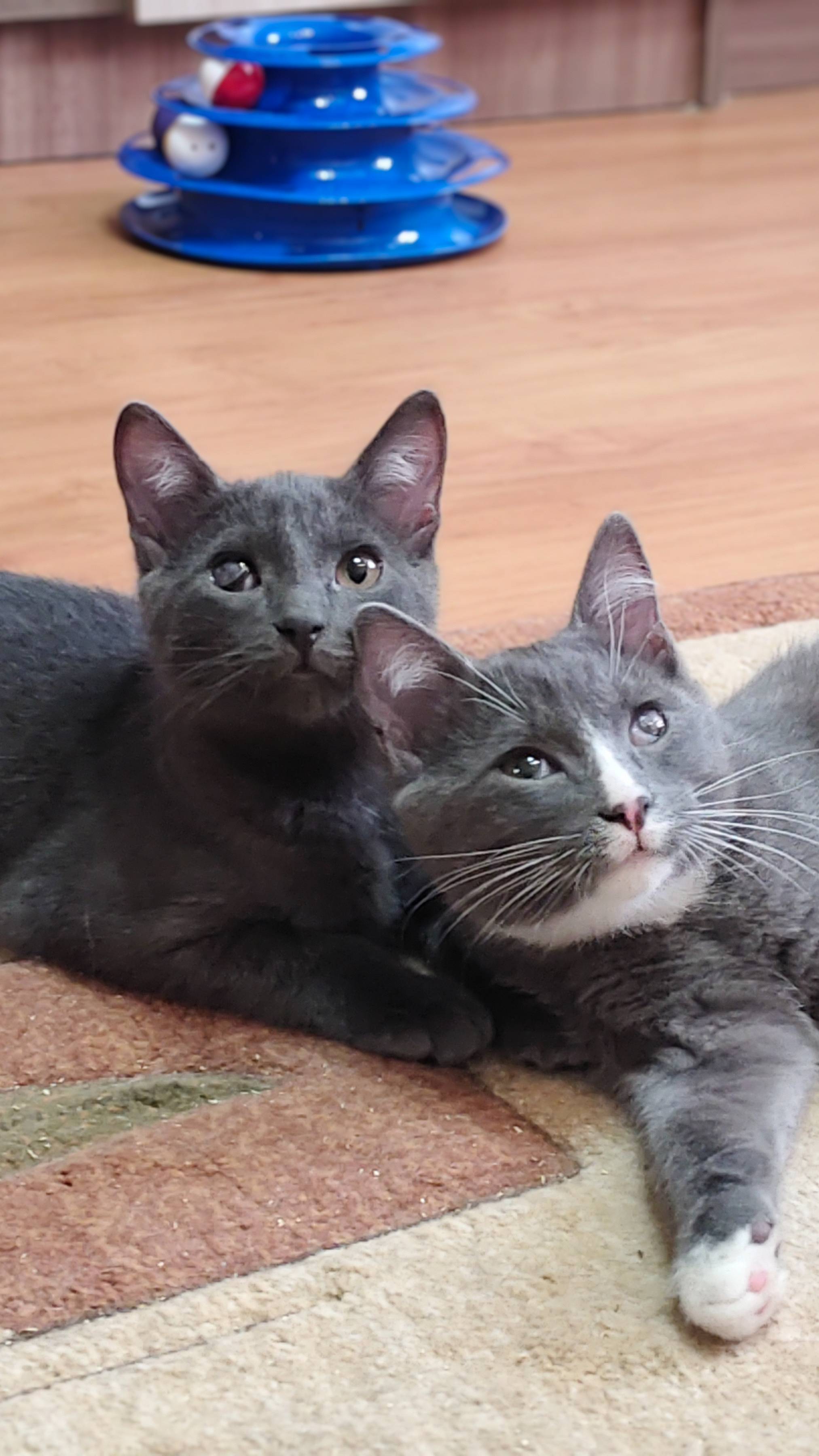 Сашка и Пашка