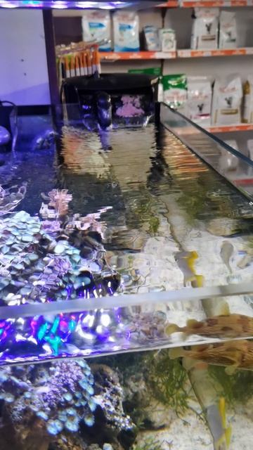 VID_20250212_141734.mp4