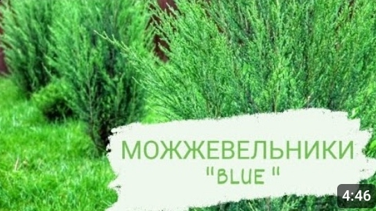 ЧТО ОЗНАЧАЕТ СЛОВО 🌲BLUE🌲 В НАЗВАНИИ МОЖЖЕВЕЛЬНИКА