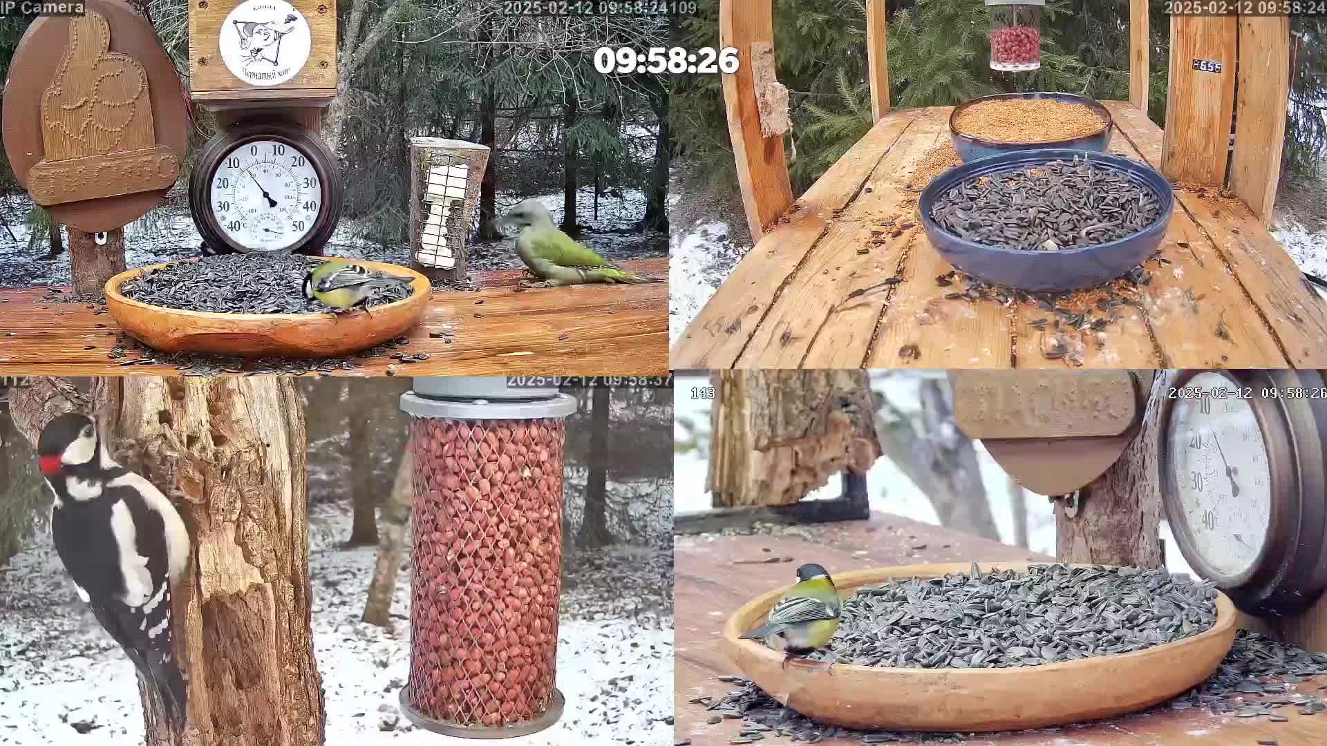 Онлайн кормушка для птиц. 12 февраля 2025 года. г. Калуга