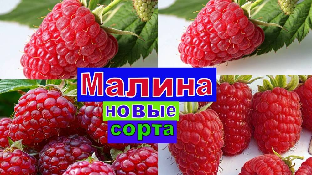 МАЛИНА ВЕЛИКОЛЕПИЕ СОРТОВ. ЭЛИТНЫЕ СОРТА